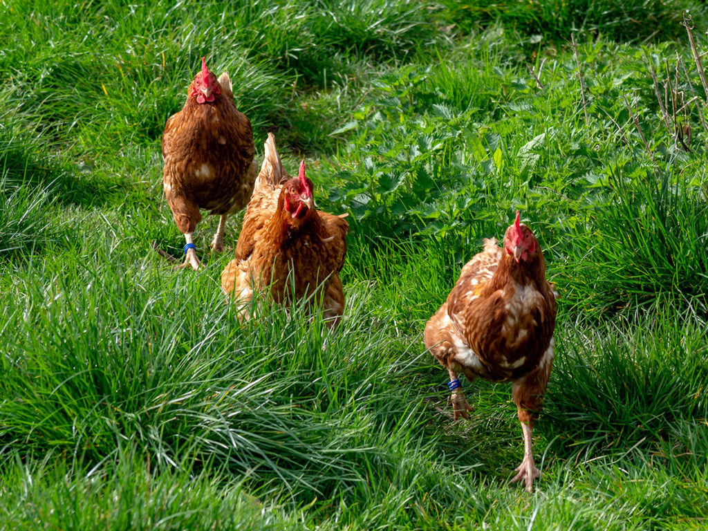 Chickens in the new sensory garden